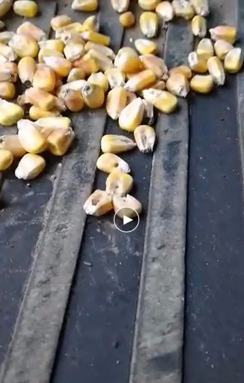 一位民眾購買的有蟲眼的玉米來自中儲糧吉林某糧庫的「二等糧」