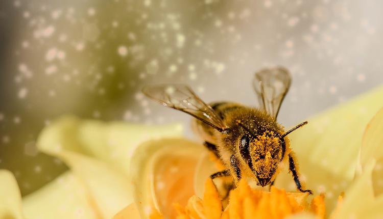 花粉季 来了 如何缓解花粉症 花粉症与新冠肺炎症状的分别 看传媒新闻网