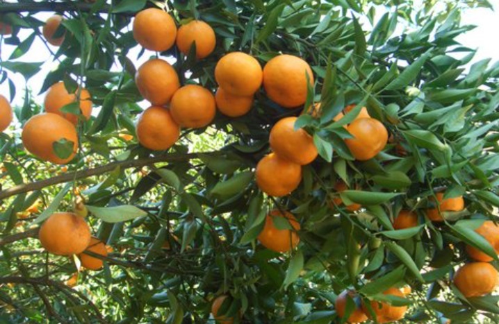橘子园
