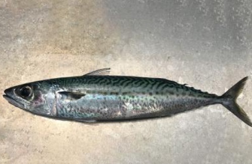 藍馬鮫魚