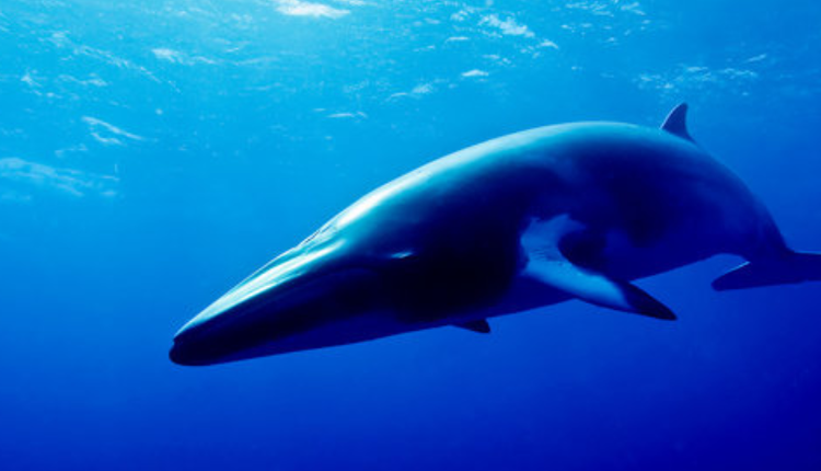 侏儒小鬚鯨（Dwarf minke whales）