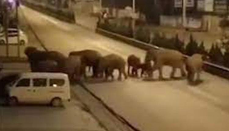 15头亚洲象从云南西双版纳向北到昆明。（视频截图）