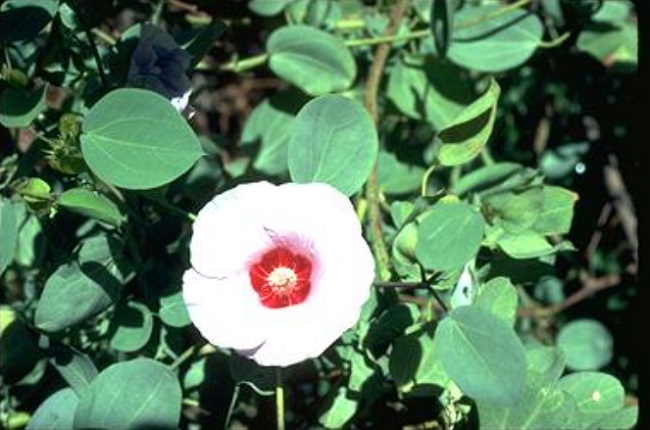 斯特尔特沙漠玫瑰，Sturt's Desert Rose