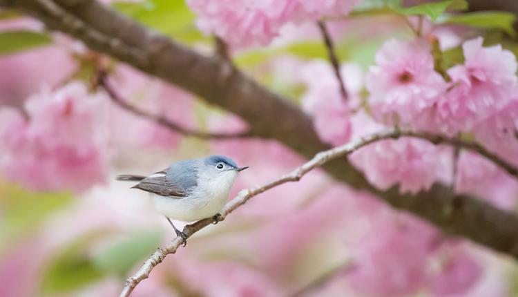 春暖花開 觀鳥 鳥