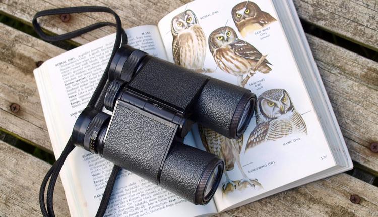 观鸟 观察 望远镜