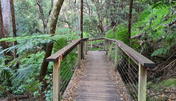 bushwalking 叢林徒步旅行 悉尼 森林