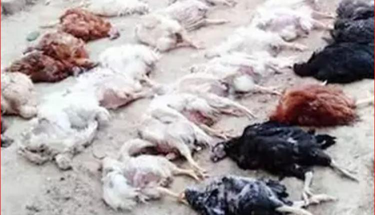 印度奧里薩邦婚禮音樂致63隻雞死亡