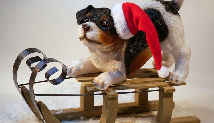 狗狗戴着圣诞帽