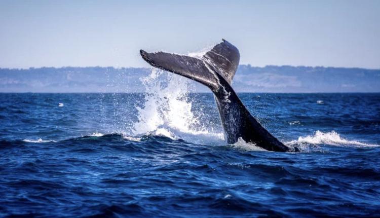 拜伦湾Byron Bay，鲸鱼