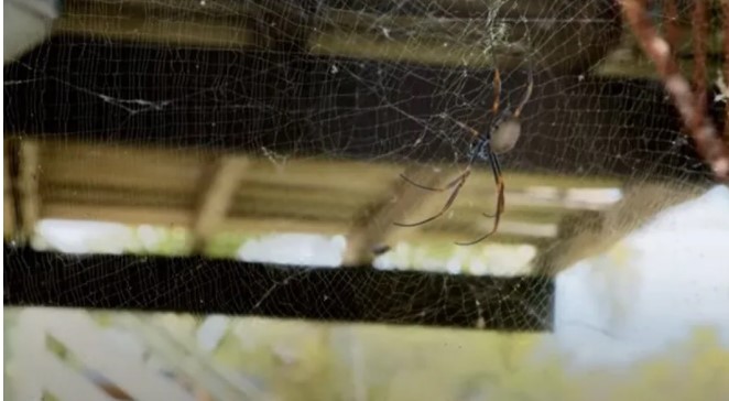 毒蜘蛛，蜘蛛網