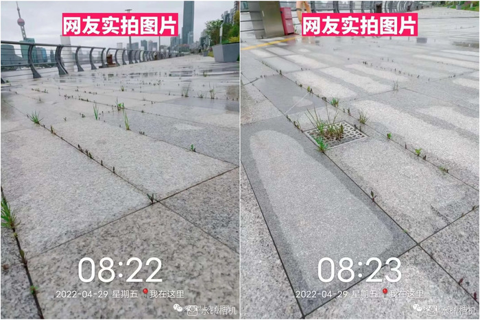 上海外滩长草