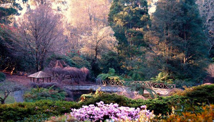 丹頓農山脈植物園的前身是杜鵑花國家公園，擁有100多棵令人驚嘆的櫻花樹