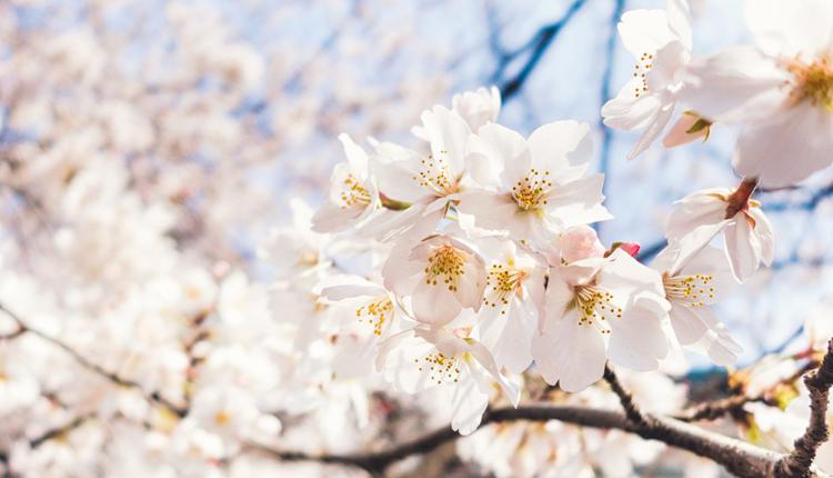 位于亚拉河谷的CherryHill Orchard是在维州赏樱花的最佳地点之一。