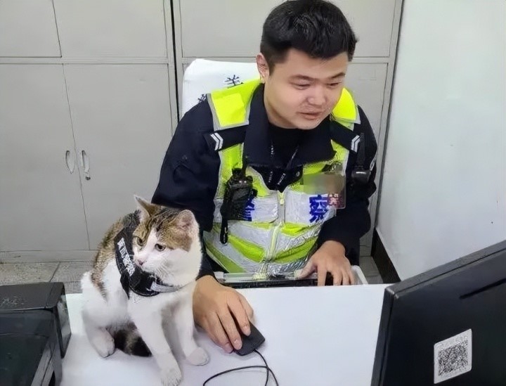 中国的警猫（图片来源：网络截图）