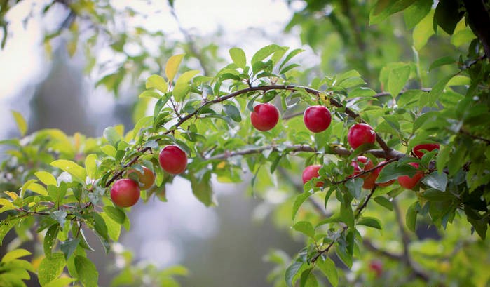 成熟的红色浆果（图片来源：小红书截图）