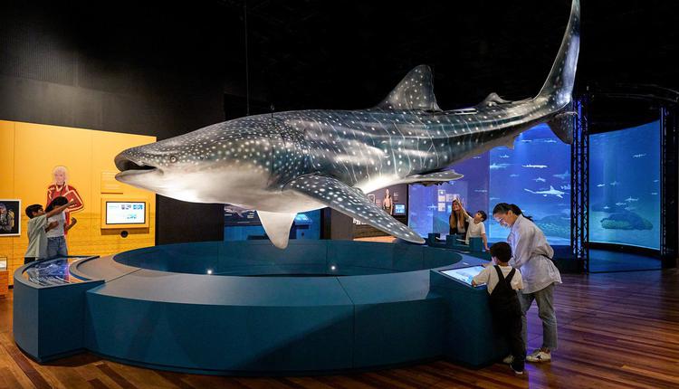 澳大利亚博物馆鲨鱼展览