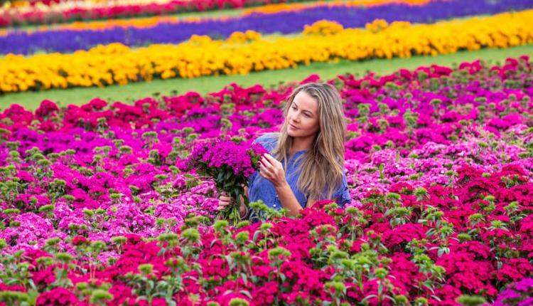 维州秋季节日