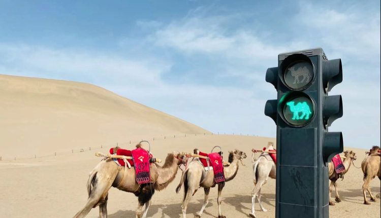 骆驼红绿灯