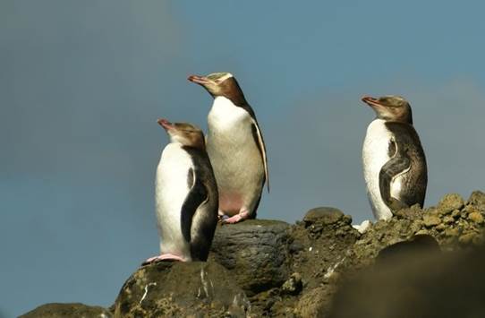 奥克兰岛上的黄眼企鹅。新西兰独有，总共只有几千只。