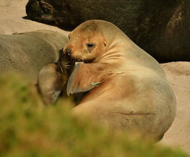 刚当上母亲的海狮和贝贝互动的温馨时刻