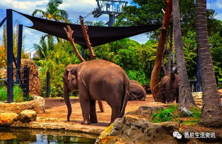 塔隆加動物園(Taronga Zoo)