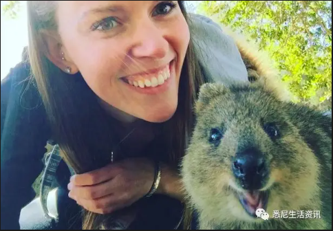 悉尼这些地方可偶遇小动物，比动物园好玩100倍！99%的人都不知道！