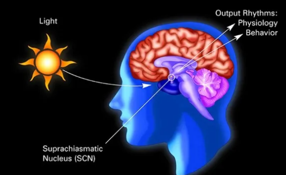 澳洲研究：爱玩手机可能导致绝症，大批华人中招