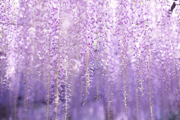 Wisteria