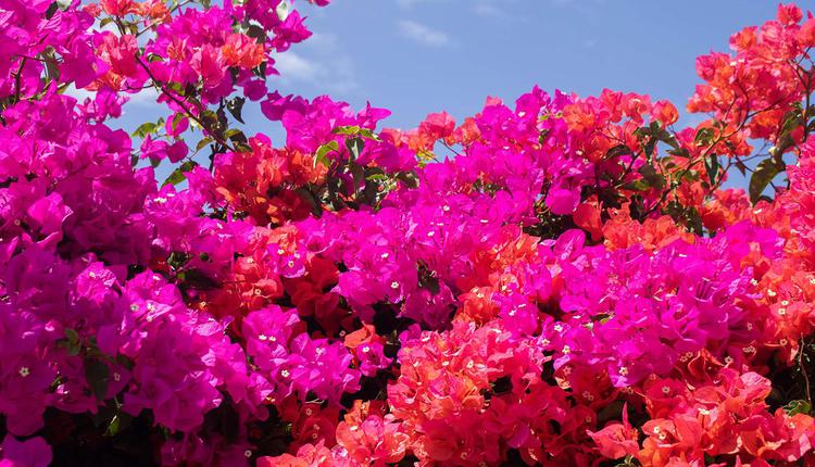 Bambino dwarf bougainvillea