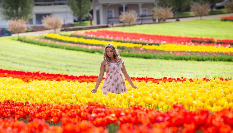 Tesselaar Tulip Festival