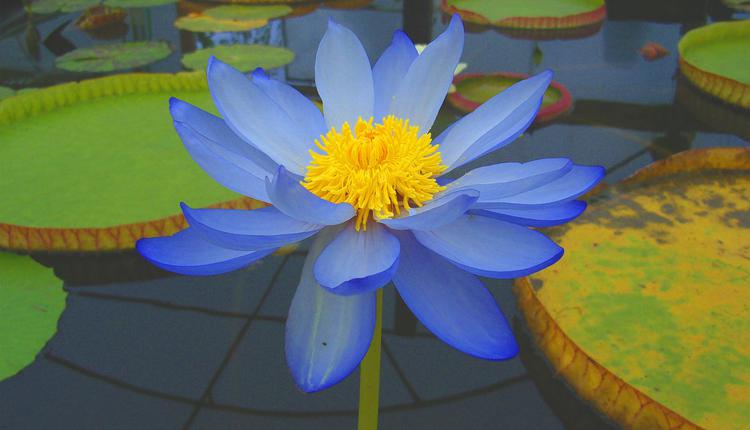 Blue Lotus Water Garden