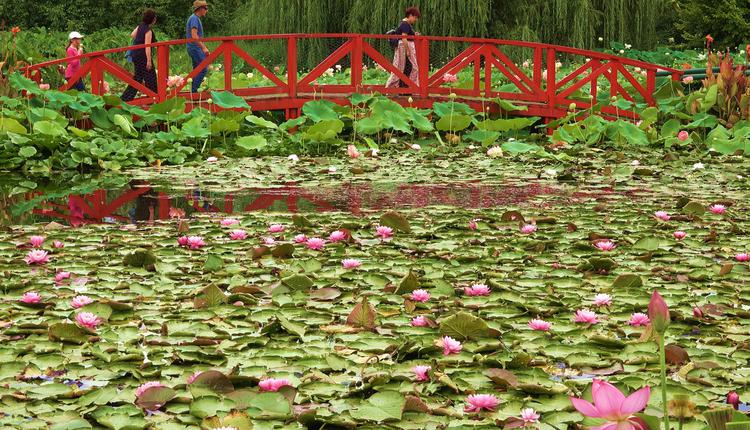 Blue Lotus Water Garden