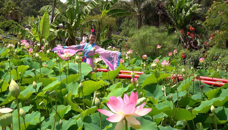 Blue Lotus Water Garden