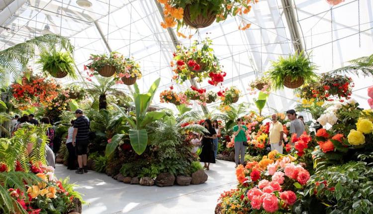 Ballarat Begonia Festival